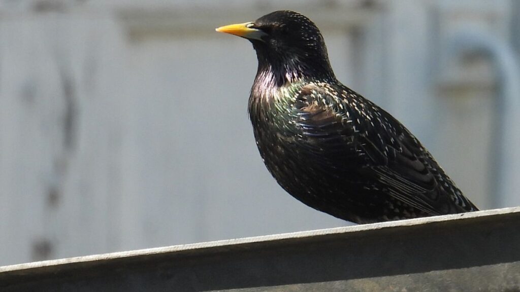 European starling
