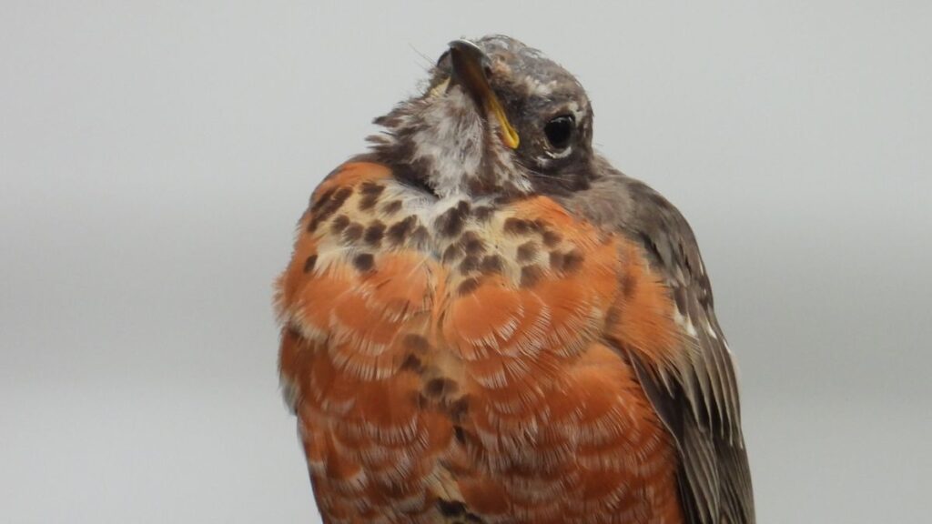 Juvenile American Robin cocks its head at the camera.