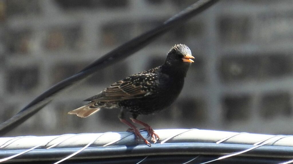 European starling on a cable wire