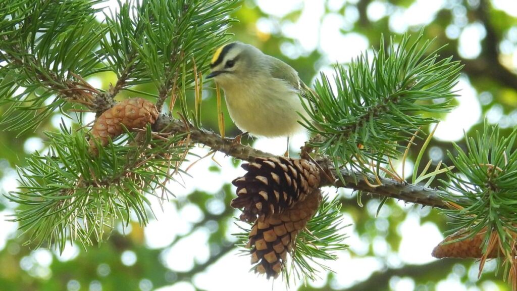Golden crowned kinglet in pine tree.